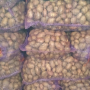 Фото 7. Продам оптом насіння ранньої картоплі Тірас