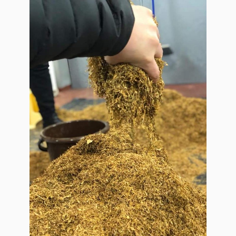 Фото 2. Тютюн свіжий після ферментації Берлі, Дюбек, Вірджінія, Мілєніум. врожай 2022