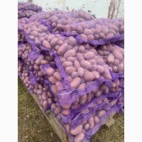 Продам картоплю сортів Ред Леді, Лабела, Білароса