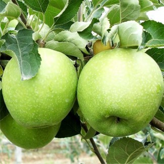 Продам яблоки урожай 2022 года сорта Голден, Грени Смит, Симиренко Фуджи