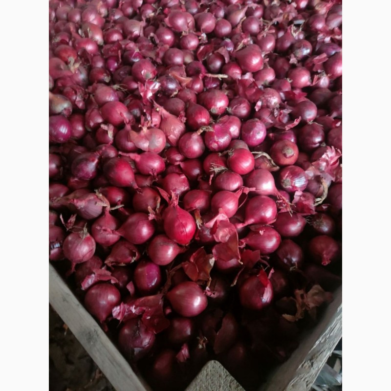 Фото 6. Цибуля рожева ОПТ Експорт великі об#039;єми