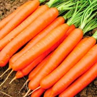 Продам молоду моркву оптом