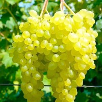 Виноград білий імпорт