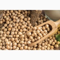 Пропонуємо насіння сої Сайдіна (СН-1) Без ГМО