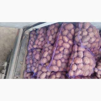 Продам велику картоплю