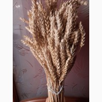 Продам колоски пшениці та квіти маку для квіткових композицій та декору