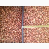 Лук севок сівок тиканка цибулька для вирощування цибулі для їжі продаж РОЗДРІБ від 0, 5кг