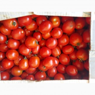 Продам помідор польовий