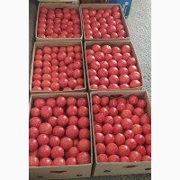 Продам помидор розовый 25 грн