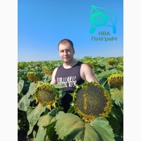 Один з кращих вітчизняних гібридів під гранстар Флокс