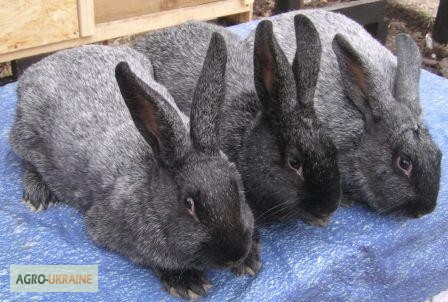 Фото 7. Продам кроликов породы Полтавское Серебро