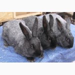 Продам кроликов породы Полтавское Серебро