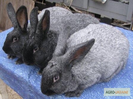 Фото 8. Продам кроликов породы Полтавское Серебро