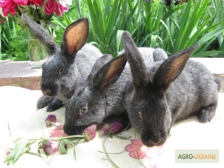 Фото 5. Продам кроликов породы Полтавское Серебро