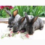Продам кроликов породы Полтавское Серебро