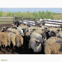 Продам романовских овец на племя и на мясо