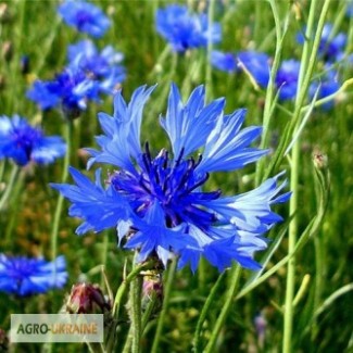 Василёк синий (цветы) 50 грамм