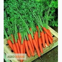 Морковь Престо оптом