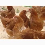 Інкубаційні яйця курей породи Орпінгтон, Кохінхіни, Леггорн, Ломан браун, Майстер Грей