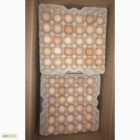 Яйцо домашнее мелкое и среднее оптом