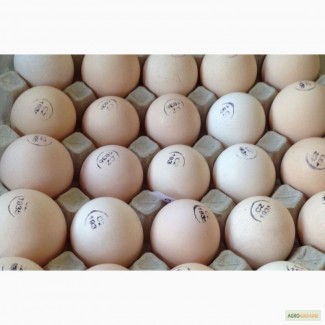 Продам яйцо инкубационное мясо-яичных пород Редбро, Мастер, Голошейка
