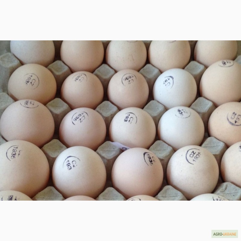 Купить яйца в белоруссии. Инкубационное яйцо Кобб 500. Инкубационное яйцо Росс 308 Чехия. Яйцо инкубационное Росс-308 Россия. Цвет яйца Кобб 500.