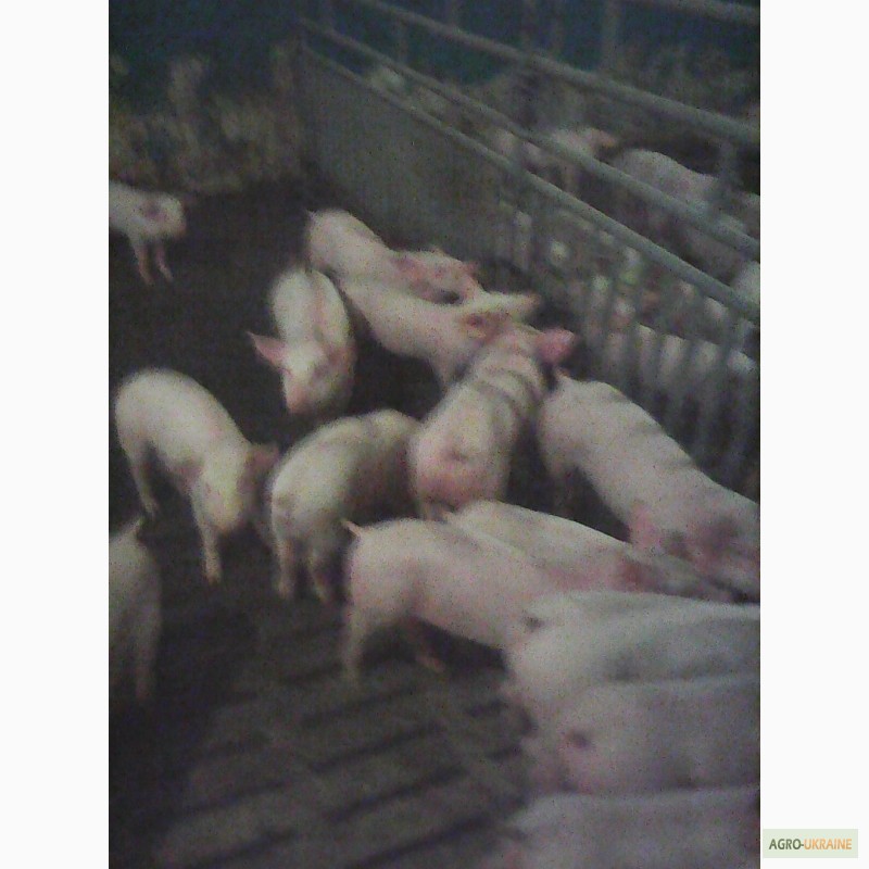 Фото 3. Продам, куплю свиней мясных пород
