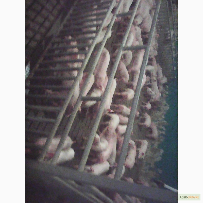 Фото 4. Продам, куплю свиней мясных пород