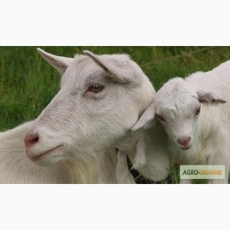 Продам козу и козлят, полтавской породы