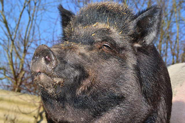 Фото 3. Продам мясо свиньи, барана, дикого кабана