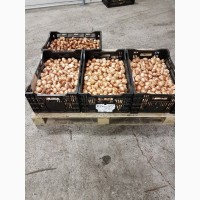 Продаю оптом луковицы тюльпанов