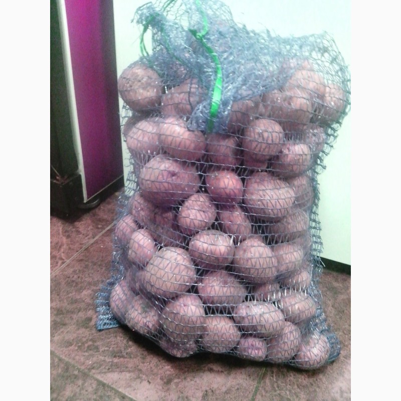 Фото 2. Продам товарну картоплю, сорт Ажур ОПТом (до 70т), Кобеляки