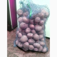 Продам товарну картоплю, сорт Ажур ОПТом (до 70т), Кобеляки