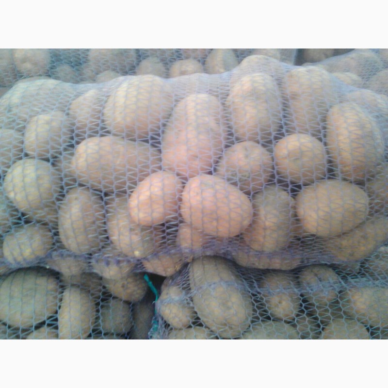 Фото 2. Продам товарну картоплю, сорт Белла Роса