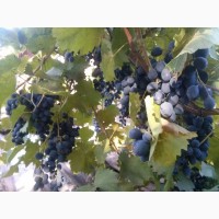 Продам виноград Молдова мелкий опт