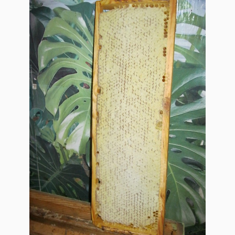 Фото 6. Перга пчелиный хлеб