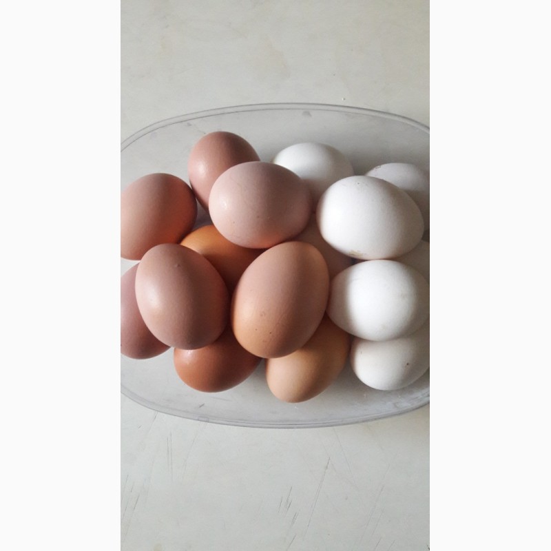Домашние яйца (10 шт). Продаются домашние яйца. Продам яйцо куриное домашнее. Продаются яйца домашние куриные 90 рублей 10 штук.