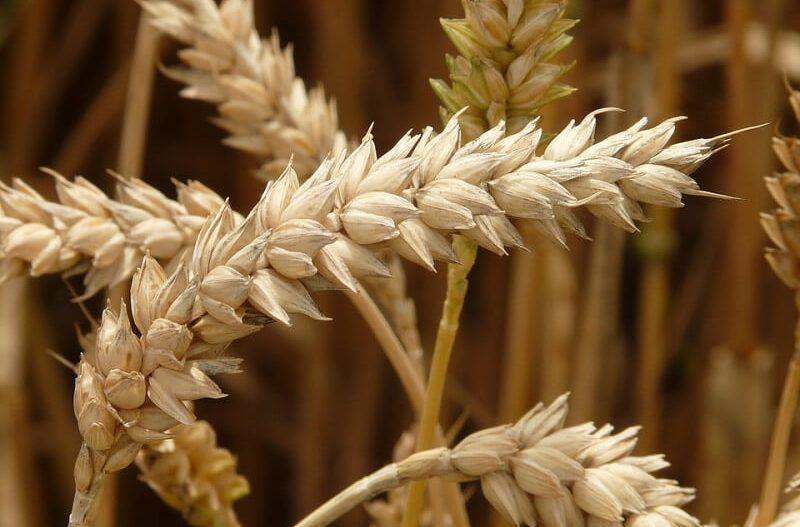 Фото 5. Семена пшеницы сорт FOX мягкий канадский трансгенный сорт двуручки (элита)