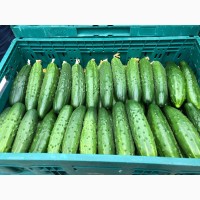 Продам огірки тепличні, огірки оптом, огірки свіжі, огірки Харків
