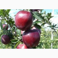 Продам САЖЕНЦЫ яблонь (2-х летние) от производителя