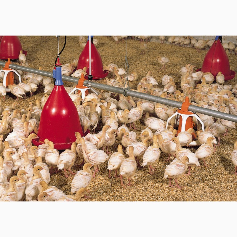 Фото 4. Поилки для кур цыплят бройлеров гусей, автоматические поилки для курей