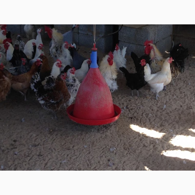 Фото 5. Поилки для кур цыплят бройлеров гусей, автоматические поилки для курей
