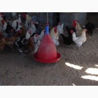 Поилки для кур цыплят бройлеров гусей, автоматические поилки для курей