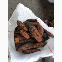Продам херсонскую морковь
