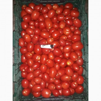 Продам томат грунтовой, сорт Астерикс F1, Солероссо F1