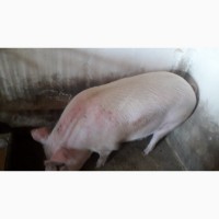 Продам свинину живою або тушкою