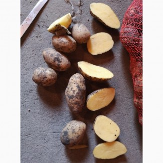 ТОВАРНЫЙ Картофель | Купити картоплю ОПТОМ Київ. Перший сорт Лаперла. ВІД 20 тонн Картошка