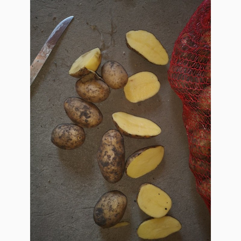 Фото 2. ТОВАРНЫЙ Картофель | Купити картоплю ОПТОМ Київ. Перший сорт Лаперла. ВІД 20 тонн Картошка