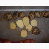 ТОВАРНЫЙ Картофель | Купити картоплю ОПТОМ Київ. Перший сорт Лаперла. ВІД 20 тонн Картошка