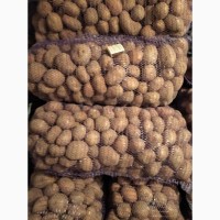 Продам домашню картоплю (славянка, бела роса, санте)